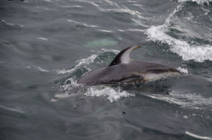 Delfin in Telegraph Cove