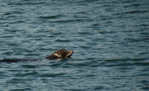 Seelöwe im Hafen von Ucluelet