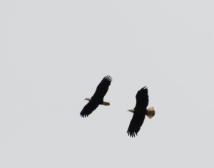 Weißkopfseeadler am Long Beach