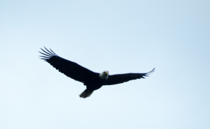 Weißkopfseeadler im Flug